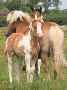 rencontre haflinger