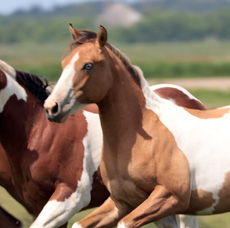 Paint Horses Eagles Ranch Texel 
