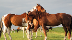Breeding mares Eagles Ranch Texel