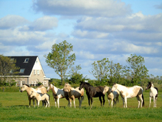 American Paint Horse breeding the Eagles Ranch on Texel