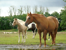 American Paint Horse fokkerij de Eagles Ranch op Texel