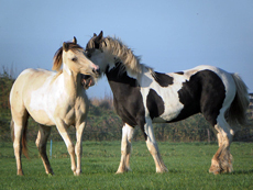 Natural Horsemanship